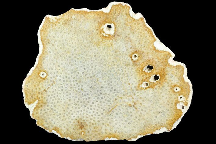 8.5" Polished, Fossil Coral Slab - Indonesia